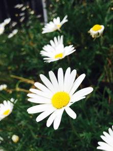 国产小雏菊在线视频,绽放青春的校园爱情故事