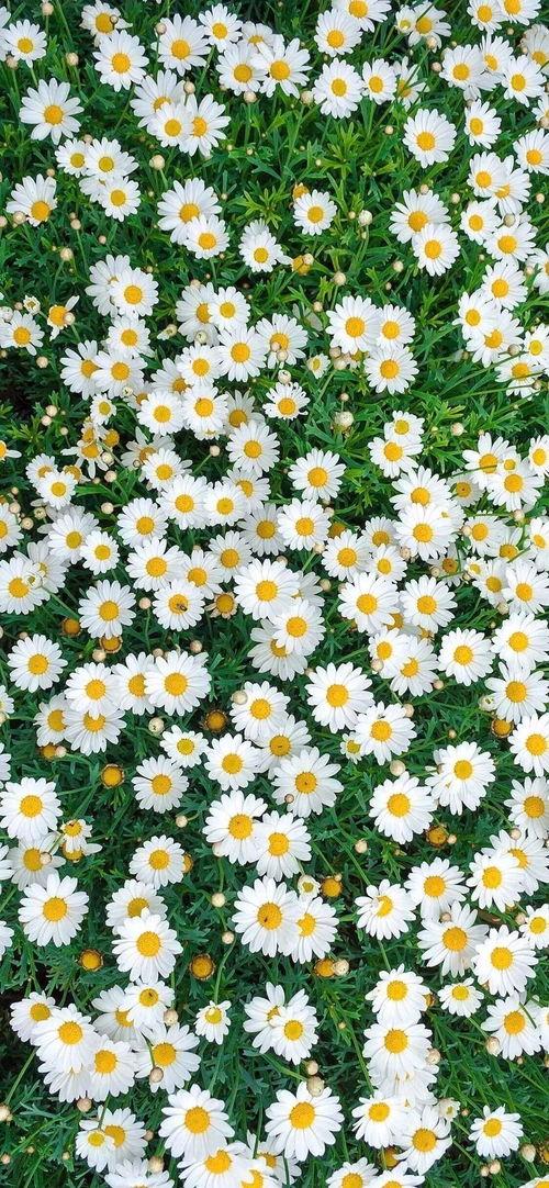 国产小雏菊在线视频,绽放青春的校园爱情故事