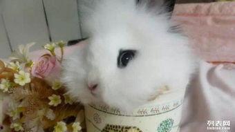 国产道奇猫猫视频