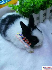 国产道奇猫猫视频