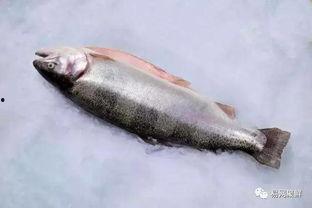 揭秘国产鲑鱼视频在线播放,视频带你探秘养殖全过程