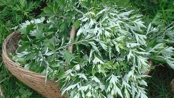 艾草国产成年视频,探寻传统与现代的交融之美